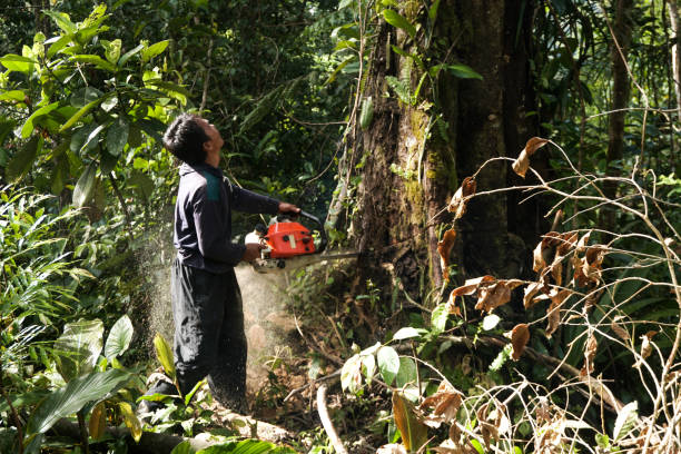 Best Tree and Shrub Care  in Port Jefferson Station, NY