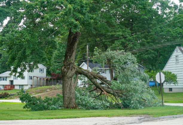 Best Emergency Tree Removal  in Port Jefferson Station, NY