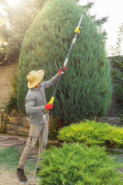 Best Tree Preservation Services  in Port Jefferson Station, NY